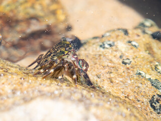 Striped Shore Crab
Pachygrapsus crassipes