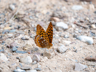 Great Spangled Fritillary
Argynnis cybele