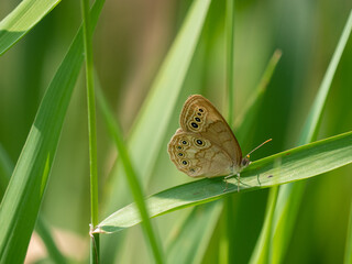 Eyed Brown
Lethe eurydice