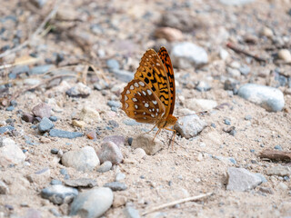 Great Spangled Fritillary
Argynnis cybele
