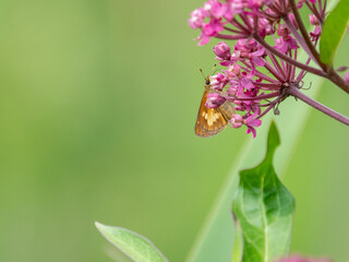 Poanes massasoit, the mulberry wing, is a skipper butterfly found in North America.