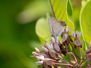 Satyrium acadica, the Acadian hairstreak