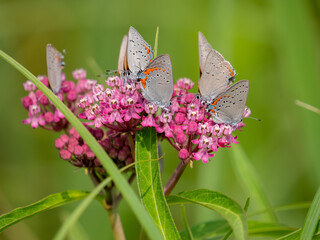 Satyrium acadica, the Acadian hairstreak, is a butterfly of the family Lycaenidae. 