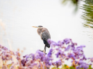 Great Blue Heron
Ardea herodias
