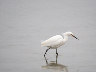 Snowy Egret
Egretta thula