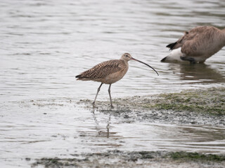 Long-billed Curlew
Numenius americanus