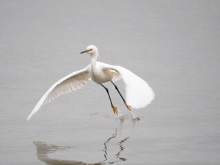 Snowy Egret
Egretta thula