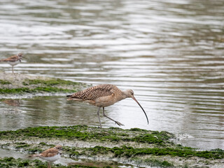 Long-billed Curlew
Numenius americanus