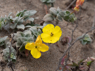 Beach Suncup Camissoniopsis cheiranthifolia