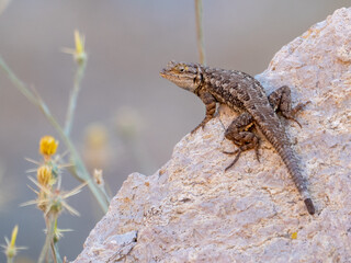 Western Fence Lizard, Sceloporus occidentalis