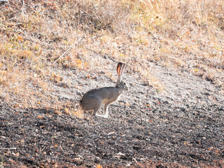 Black-tailed Jackrabbit
Lepus californicus