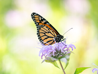 The monarch butterfly or simply monarch (Danaus plexippus) is a milkweed butterfly (subfamily Danainae) in the family Nymphalidae