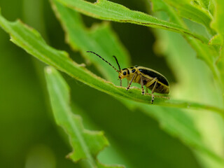 Goldenrod Leaf Beetle
Trirhabda canadensis