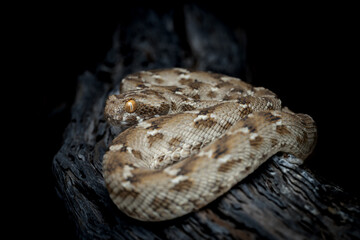 saw scaled viper one of the most venomous snake in UAE deserts
