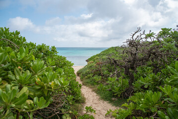 Fototapeta na wymiar 両側を南国の植物に挟まれた先にエメラルドグリーンの海が見える白砂の道