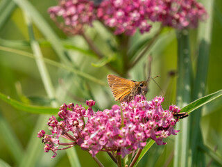 Poanes viator, the broad-winged skipper, is a skipper butterfly found in North America.