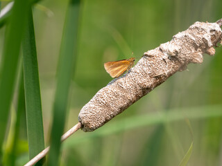 Poanes viator, the broad-winged skipper, is a skipper butterfly found in North America.