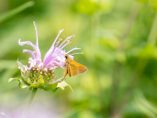 Polites themistocles, the tawny-edged skipper, is a North American butterfly in the family...