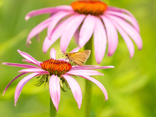 Polites themistocles, the tawny-edged skipper, is a North American butterfly in the family...