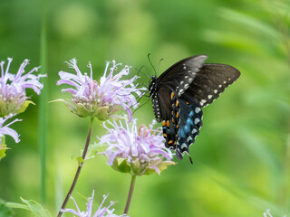 Papilio troilus, the spicebush swallowtail or green-clouded butterfly, is a common black swallowtail butterfly found in North America.