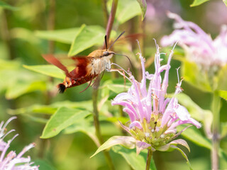 Hummingbird Clearwing Hemaris thysbe on monarda