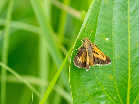Poanes viator, the broad-winged skipper, is a skipper butterfly found in North America.
