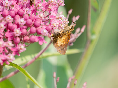 Poanes massasoit, the mulberry wing, is a skipper butterfly found in North America.