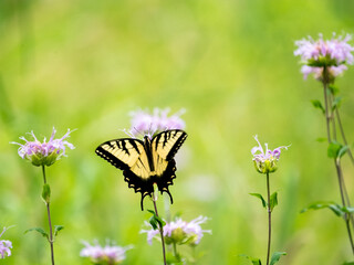 Papilio glaucus, the eastern tiger swallowtail, is a species of butterfly native to eastern North America.