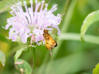 Zabulon skipper (Lon zabulon) butterfly on monarda