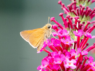 Polites themistocles, the tawny-edged skipper, is a North American butterfly
