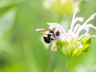 Bombus affinis, commonly known as the rusty patched bumble bee, is a species of bumblebee endemic...