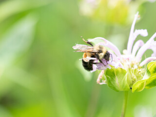 Bombus affinis, commonly known as the rusty patched bumble bee, is a species of bumblebee endemic...