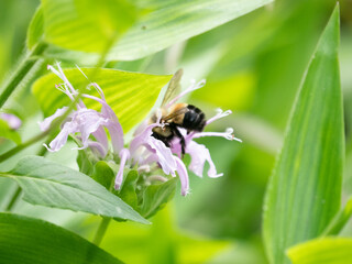 Bombus affinis, commonly known as the rusty patched bumble bee, is a species of bumblebee endemic to North America. 