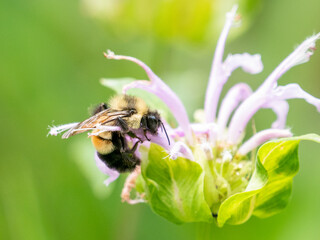Bombus affinis, commonly known as the rusty patched bumble bee, is a species of bumblebee endemic...