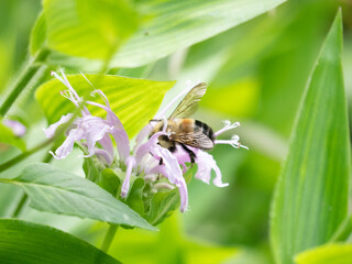 Bombus affinis, commonly known as the rusty patched bumble bee, is a species of bumblebee endemic to North America. 