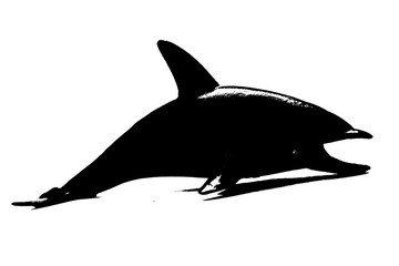 black silhouette of dolphin isolated on white background, sea creature