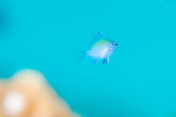 Juvenile fish