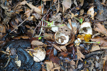 detailed close-up look into the interior of a compost bin, showcasing the organic matter in various stages of decomposition, turning waste into valuable compost for a sustainable garden.