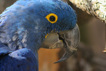 Fototapeta premium blue and yellow macaw