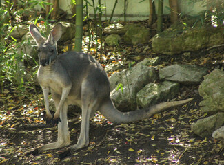 kangaroo in the zoo