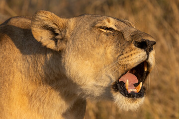 Kopf einer brüllenden Löwin in der Seitenansicht im Moremi Nationalpark