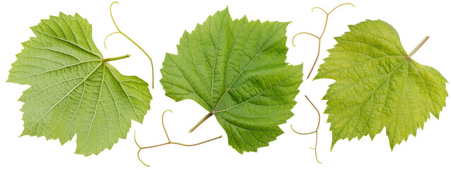 Green Grape leaves isolated on white background, Grape leaf on white PNG File.