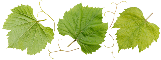 Green Grape leaves isolated on white background, Grape leaf on white PNG File.