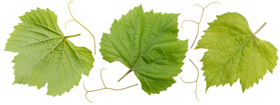 Green Grape leaves isolated on white background, Grape leaf on white PNG File.