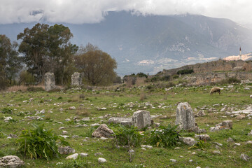 Lonely sheep grazes on a pasture in the middle of antique ruins against the backdrop of mountains. Green juicy grass grows on the lawn. Scattered around are stones, the remains of ancient settlements