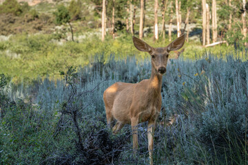 Naklejka na ściany i meble Deer in High Sierra meadow near June Lake 