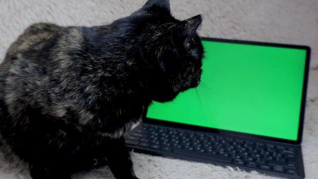 A black cat sits on a sofa near a tablet with a green screen. Chrome key