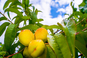 Peaches on a tree in drops after rain against the sky