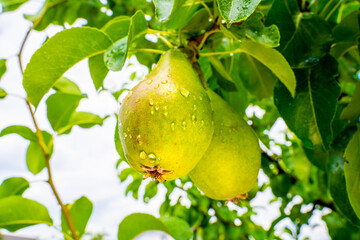 Growing pear tree in water drops in sunny sunset weather close-up