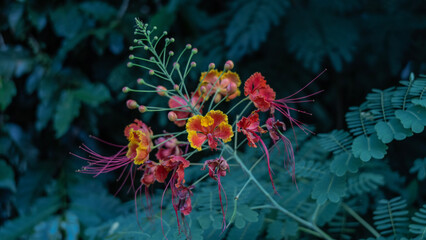 Beautiful tropical flower of Caesalpinia pulcherrima  on a dark background.  Elegant inflorescence, red petals with a yellow rim, green leaves. Brazil.